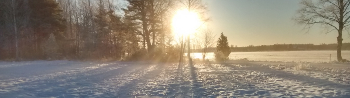 Aurinko puiden takana