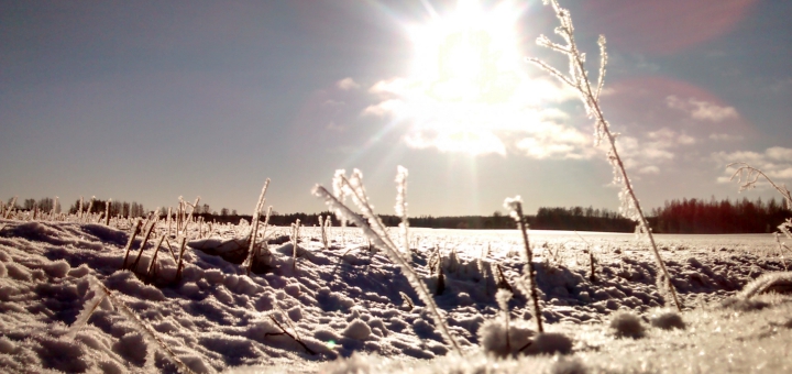 Aurinkoinen talvipelto